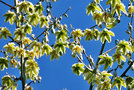 vignette Agavaceae - Furcraea bedinghausii