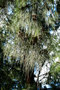 vignette Casuarinaceae - Filao - Casuarina equisetifolia