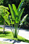 vignette Strelitziaceae - Arbre du voyageur - Ravenala madagascariensis