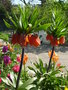 vignette Fritillaria imperialis 'Rubra' - Fritillaire impriale, couronne impriale