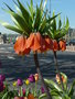 vignette Fritillaria imperialis 'Rubra' - Fritillaire impriale, couronne impriale
