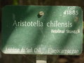 vignette Aristotelia chilensis