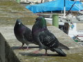 vignette Parade nuptiale des pigeons