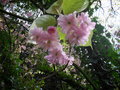 vignette Prunus serrulata 'Kanzan'