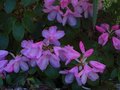 vignette Rhododendron Williamsianum Roots Barrett au 27 04 10