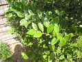 vignette Ligustrum japonica (zoom)
