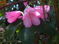 vignette Rhododendron Williamsianum Roots Barrett au 26 04 10