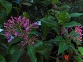 vignette Fuchsia paniculata au 27 04 10