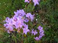 vignette Rhododendron Augustinii Electra au 28 04 10