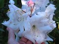 vignette Rhododendron Loderi King Georges et ses normes fleurons au 27 04 10