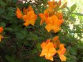 vignette Rhododendron Annabella   autre vue au 28 04 10