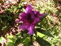 vignette Rhododendron Purple Splendour au 28 04 10