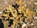 vignette Rhododendron Flinckii qui se pare d'indumentum bronze au 28 04 10