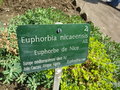 vignette Euphorbia nicaeensis - Euphorbe de Nice