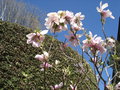 vignette Magnolia inconnu