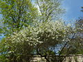 vignette Poncirus trifoliata