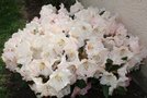 vignette 5)rhodo virginia richards en pleine fleurs