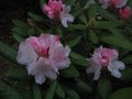 vignette Rhododendron Silver Lady gros plan au 29 04 10