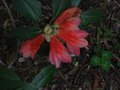 vignette Rhododendron Cinnabarinum Revlon au 29 04 10