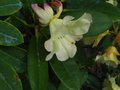 vignette Rhododendron Invitation Gros plan au 29 04 10