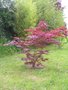 vignette Acer palmatum artropurpureum 4