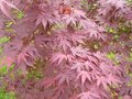 vignette Acer palmatum artropurpureum 5