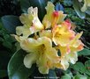 vignette Rhododendron  X  'Nancy Evans'