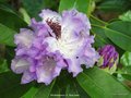 vignette Rhododendron  x ' Blue Peter '