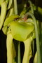 vignette Insecte sur fleur de Sarracenia flava rugelli