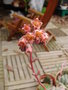 vignette fleurs de pachyphytum compactum