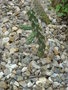 vignette Cylindropuntia viridiflora SB 957
