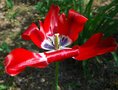 vignette Tulipa cv.
