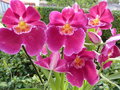 vignette miltonia dit l'orchide poireau