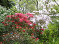 vignette Rhododendrons et Azales