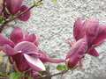 vignette Magnolia liliflora Nigra