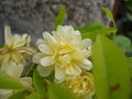vignette Rosa banksiae 'Lutea', rosier de Banks  fleurs doubles jaunes