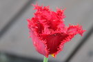 vignette Tulipes frangée fancy frills