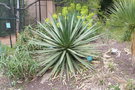 vignette Agave ocahui 20100407