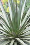 vignette Agave ocahui 20100407