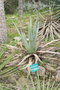 vignette Agave palmeri 20100407