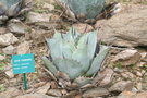 vignette Agave parrasana 2 20100407