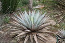 vignette Agave parryi parryi 20100407