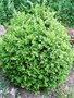 vignette buxus sempervirens suffruticosa