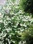 vignette viburnum, boule de neige