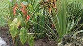 vignette hliconia, cordyline australis, yucca,chamaerop vulcano