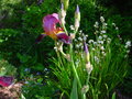 vignette Iris et Libertia Grandiflora