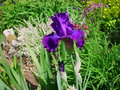 vignette Iris,Ancolies,Saule crevette et physocarpus dor