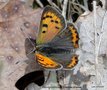 vignette Cuivr commun ' Lycaenas phaleas  ' papillon