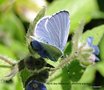 vignette L'azur des nerpruns , Celastrina argiolus , papillon