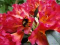 vignette Rhododendron